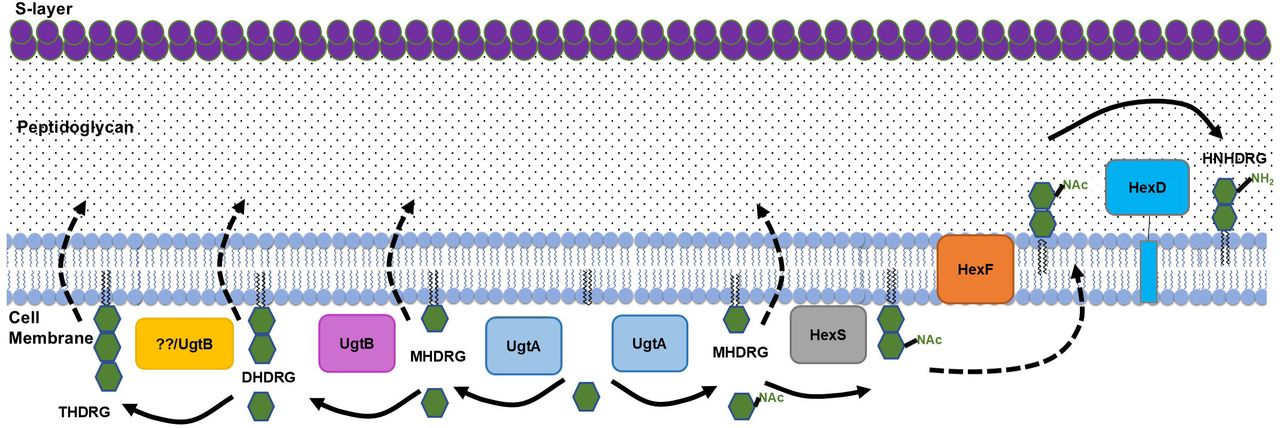 UgtA is required for glycolipid synthesis and UgtB is required for DHDRG and THDRG synthesis. A) Lipid extracts from wild type (WT), ΔhexSDF, ΔugtB, ΔugtA, Δcdr0773, Δcdr2958, and Δcdr0773 Δcdr2958 were separated using TLC and visualized with 1-naphthol. B) Lipid extracts from WT with an empty vector pAP114 (EV), ΔugtB EV, ΔugtB Pxyl-ugtB, ΔugtA EV, and ΔugtA Pxyl-ugtA were separated by TLC and visualized with 1-naphthol. Lipid purification and TLC was performed at least three separate times, and a representative example is shown. Comparison of C) MHDRG, D) DHDRG, E) HNHDRG, and F) THDRG levels as determined by lipidomic analysis for WT, ΔugtB, and ΔugtA. Strains carrying a plasmid were induced with 1% xylose to express elements of interest. Data are graphed as the mean and standard deviation of three replicates. Statistical significance was assessed by one-way analysis of variance using Dunnett’s multiple-comparison test. **** p < 0.0001, *** p < 0.001, ** p < 0.01, * p < 0.05.