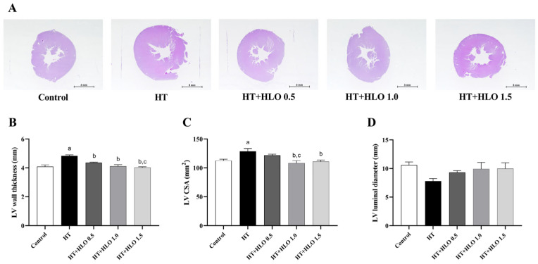 Effect of HLO on LV morphology. The top panel shows the representative H&E staining images from each group (A) (magnification × 4, scale bar = 5 mm). The quantitative analysis of the LV wall thickness (B), cross-sectional area (CSA) (C), and luminal diameter (D) are also presented. Data are presented as mean ± SEM (n = 6/group). a p < 0.05 vs. control, b p < 0.05 vs. HT, c p < 0.05 vs. HT + HLO 0.5; Control, normotensive rats; HT, hypertensive rats; HT + HLO 0.5, hypertensive rats receiving 0.5 mL/kg hemp leaf oil; HT + HLO 1.0, hypertensive rats receiving 1 mL/kg hemp leaf oil; HT + HLO 1.5, hypertensive rats receiving 1.5 mL/kg hemp leaf oil.