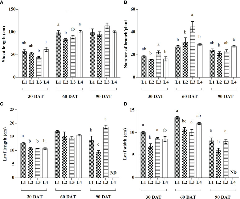 Effect of LED spectra on the shoot length (A), number of branch (B), leaf length (C), and leaf width (D) of hemp seedlings at 30, 60, and 90 DAT. Here and subsequent figures: L1, MW 240 (Red 35% + Blue 25% + Green 40%); L2, FS 240-UV (Red 40% + UVA and Blue 26% + Green 29% + Far red 5%); L3, MB 240 (Red 85% + Blue 15%); L4, PF 240 (Red 70% + Blue 30%); ND, not detected. All treatments used a photosynthetic photon flux density of 300 µmol m−2 s−1. Column height indicates the mean, vertical bars indicate the standard error of the mean (n = 4), and different letters indicate significant differences at p < 0.05.