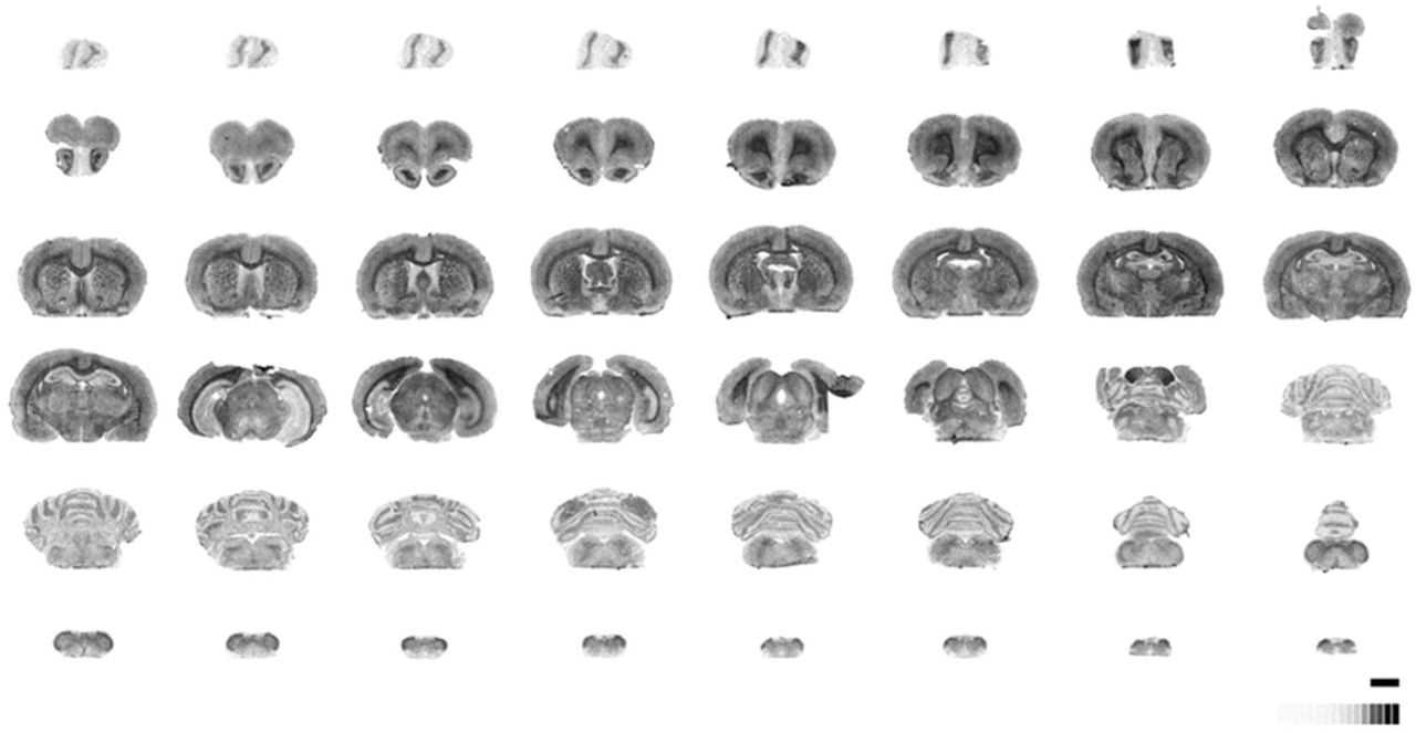 Representative autoradiograms of [35S]GTPγS binding following the stimulation with the specific agonist of S1P1 receptor, CYM-5442 (10 μM), in whole rat brain. Each of the brain slices was collected rostro-caudally every 500 µm. [14C]-Standard (0-35000 nCi/g t.e.). Scale bar = 6 mm.