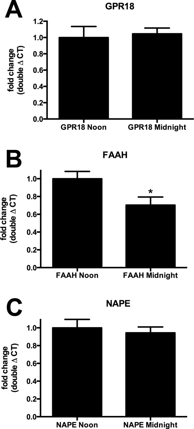 Fatty acid amide hydrolase mRNA levels decline at midnight relative to noon. (A) Messenger RNA levels for GPR18 were unchanged at midnight relative to noon in mouse eyes using quantitative PCR analysis. (B) Fatty acid amide hydrolase levels were lower at midnight. (C) N-arachidonoyl phosphatidylethanolamine phospholipase did not vary diurnally. *P < 0.05 unpaired t-test, n = 6.