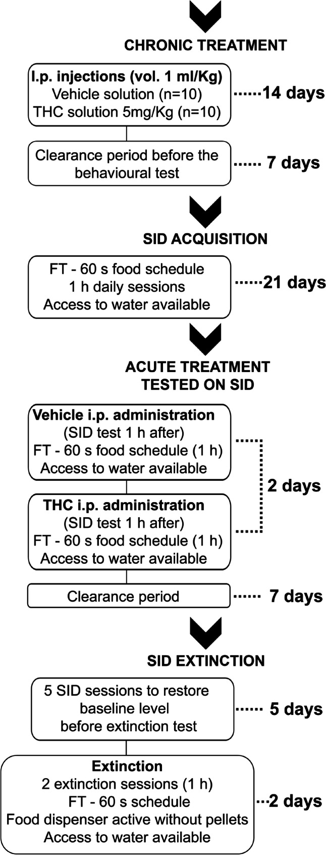 Timeline of the different experimental phases of the study