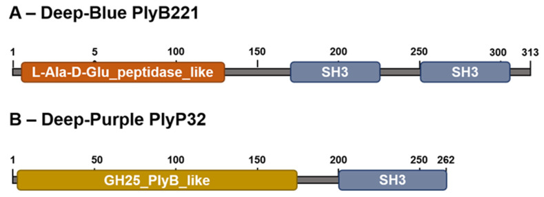 In silico analysis of Deep-Blue PlyB221 and Deep-Purple PlyP32. (A) PlyB221 two domain organization. The EAD is a putative L-Ala-D-Glu peptidase domain (superfamily Peptidase_M15) and the CBD contains two potential SH3 domains (superfamily SH3). (B) PlyP32 displays a GH25_PlyB_like domain as EAD (GH25 superfamily) characteristic of a muramidase activity and a single SH3 domain as CBD.