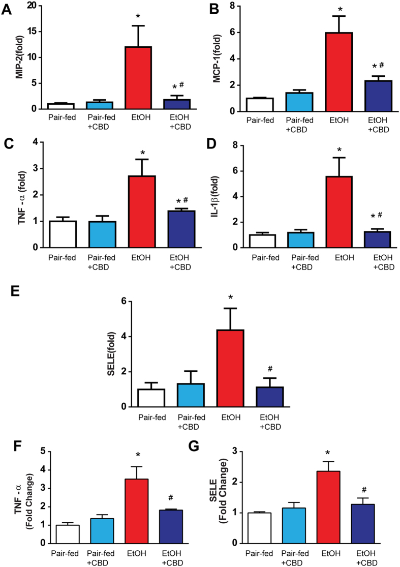 Effect of cannabidiol on ethanol-induced liver inflammation. Hepatic mRNA levels of MIP-2 (A), MCP-1 (B), TNF-α (C), IL-1β (D), and adhesion molecules E selectin (E) were analyzed by real-time PCR. The results are expressed as fold increases relative to the pair-fed groups. Values represent means ± SEM (n = 5–7). *P < 0.05 vs. Pair-fed group, # P < 0.05 vs. EtOH group determined by One-way ANOVA, followed by Tukey’s post-hoc test. (F) Quantitative ELISA of cytokine TNF-α (F) and E selectin (G) in liver tissue lysates. Values represent means ± SEM (n = 4/group). *P < 0.05 vs. Pair-fed group, # P < 0.05 vs. EtOH group determined by One-way ANOVA, followed by Tukey’s post-hoc test.