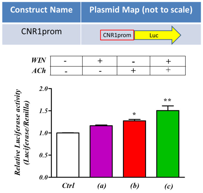ACh ‘priming’ sensitizes the proximal promoter region of CNR1. Diagrammatic representation of the luciferase reporter construct used in the experiments with human neuroblastoma cells, SH−SY5Y. The cells were transfected with high quality pCNR1 prom reporter plasmid and treated for 30 min with the CB1 receptor agonist WIN 55,212-22 (WIN, 100 nM, (a)), or the M3 receptor agonist acetylcholine (ACh, 1 µM, (b)), or with a combination of both (c). Following stimulation of transfected SH−SY5Y cells with WIN 55,212-2, no significant change was seen. However, after ACh treatment, a significant increase in luciferase expression was observed. A greater magnitude of CNR1 promoter activity was observed when the transfected cells were stimulated with both CB1 (WIN) and M3 (ACh) receptor agonists. * p < 0.05 vs. Ctrl, ** p < 0.01 vs. Ctrl. One−way analysis of variance followed by Multiple Comparison test, with Bonferroni’s correction. (n = 6).