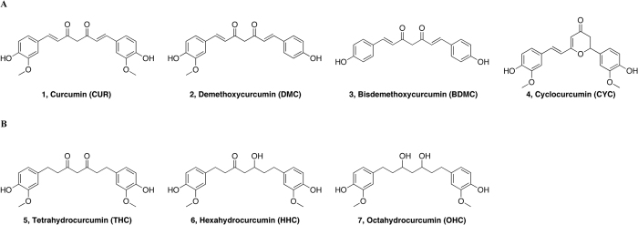 (A) Structures of natural curcumin derivatives, curcuminoids, (1–4). (B) Structures of main curcumin metabolites (5–7).