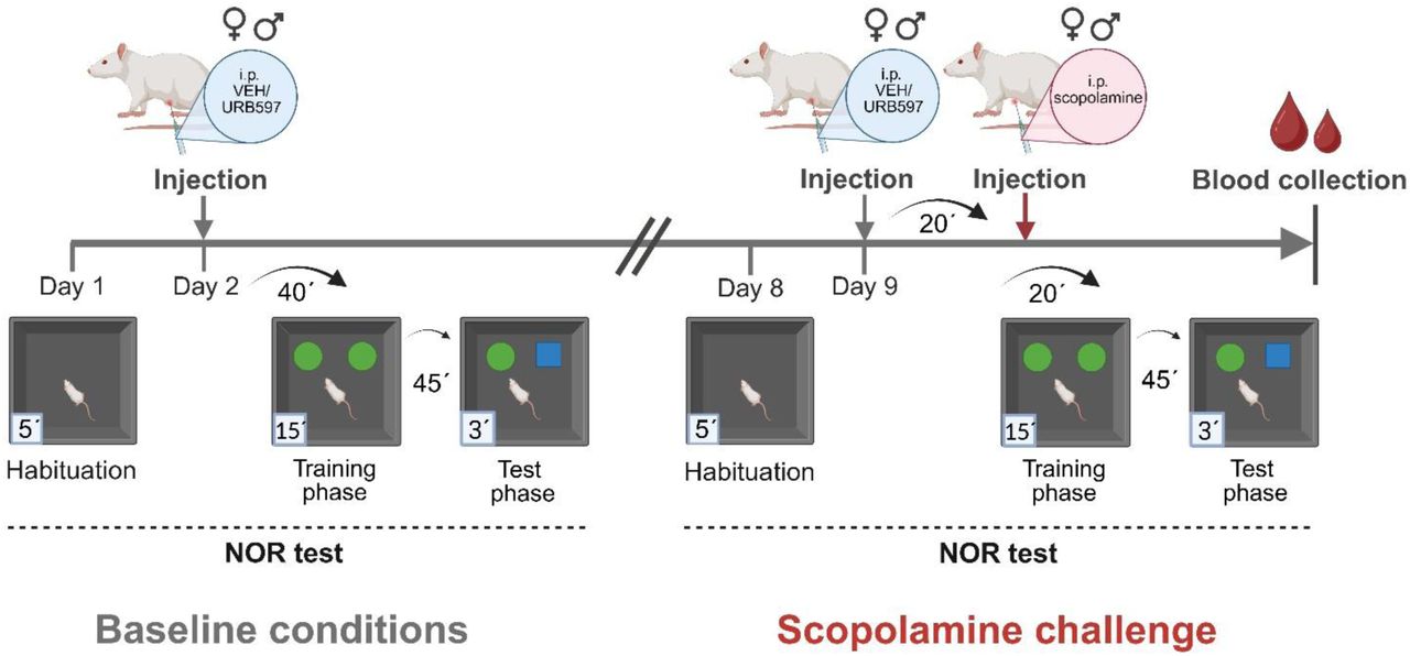 The design of the study. The experimental design combined pharmacological treatment with behavioural testing and subsequent evaluation of neuroendocrine activation. All rats underwent the novel object recognition (NOR) test on two occasions: first under baseline conditions (Day 2) and again one week later during a scopolamine challenge (Day 9). On Day 1, animals were habituated to the arena (5 min). On Day 2, rats received either vehicle (VEH) or URB597 (0.3 mg/kg, i.p.) according to their group assignment, followed 40 min later by the NOR test (training: 15 min; delay: 45 min; test: 3 min). After a 1-week washout, the same cohort was retested. On Day 8, animals underwent a second habituation session. On Day 9, rats were pre-treated with VEH or URB597, followed 20 min later by scopolamine injection (0.5 mg/kg, i.p.) to induce cognitive deficit. The NOR procedure was then repeated, and immediately after the test phase, animals were sacrificed for blood collection to measure endocrine parameters.