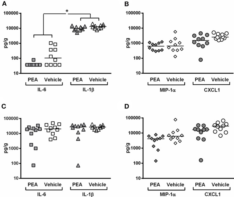 PEA pre-treatment attenuates inflammation in the spleen of aged animals at the early phase of meningitis. Concentrations of (pro-inflammatory cytokines interleukin (IL)-1β and IL-6, and pro-inflammatory chemokines macrophage inflammatory protein (MIP)-1α and C-X-C-motif ligand 1 (CXCL1) were measured in (A,B) spleen and (C,D) cerebellum from old infected animals pre-treated with PEA or vehicle (n = 10/group). The levels of cytokines and chemokines are expressed as pg/g of tissue. *P < 0.05, examining whether PEA pre-treatment exerted a common effect on: (i) pro-inflammatory cytokines (joint analysis of IL-1β and IL-6) and (ii) chemokines (joint analysis of MIP-1α and CXCL1), using the multivariate rank-sum test with Holm-Bonferroni adjustment of the P-values for multiple comparisons in the same organ.