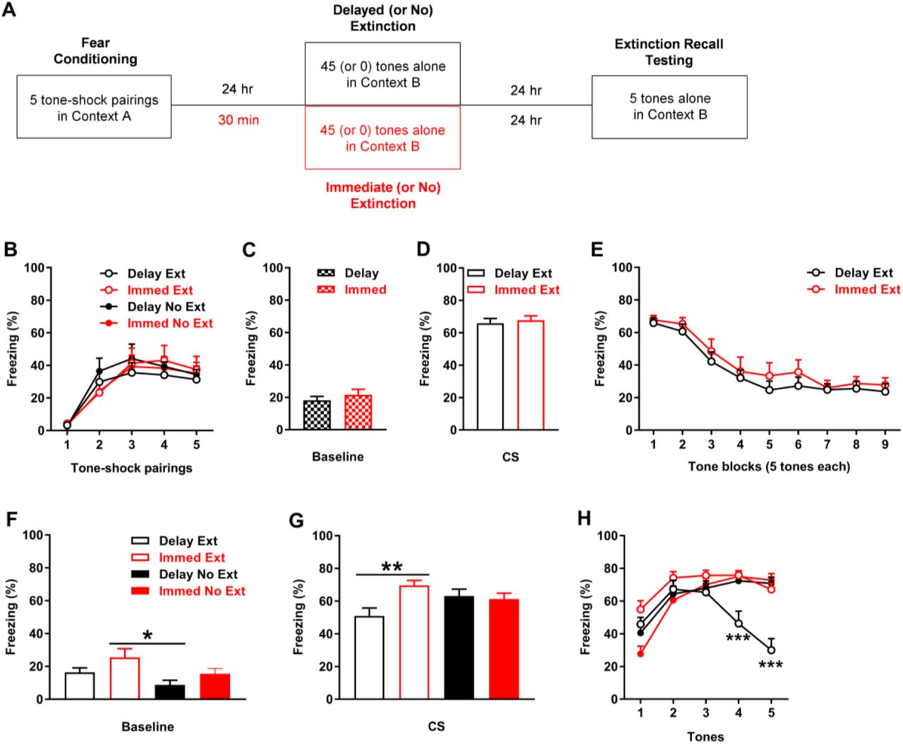 Validation of the immediate extinction deficit procedure. A) Schematic representation of the behavioural testing procedures used. B) Freezing in response to tone-shock pairings during fear conditioning. There were no differences in freezing between the groups (n=10/group) to later undergo delayed (Delay) or immediate (Immed) extinction (Delay Ext, Immed Ext) or no extinction (Delay No Ext, Immed No Ext). C) Freezing before tone presentations (Baseline) during Delay or Immed (or no) extinction. There were no differences in freezing between Delay (Ext and No Ext combined) and Immed (Ext and No Ext combined). D) Freezing in response to the first block of tones at the start of Delay Ext or Immed Ext. There were no differences in freezing between Delay Ext and Immed Ext. E) Tone-induced freezing during Delay Ext and Immed Ext. There were no differences in freezing between Delay Ext and Immed Ext. F) Freezing before tone presentations (Baseline) during extinction recall. Freezing was increased with Immed Ext, compared to Delay No Ext (* P < 0.05). G) Tone-induced freezing across extinction recall testing. Freezing was increased with Immed Ext, compared to Delay Ext (* P < 0.05). H) Freezing in response to each tone during extinction recall testing. Freezing was decreased with Delay Ext, compared to the other groups, during tones 4-5 (*** P < 0.001).