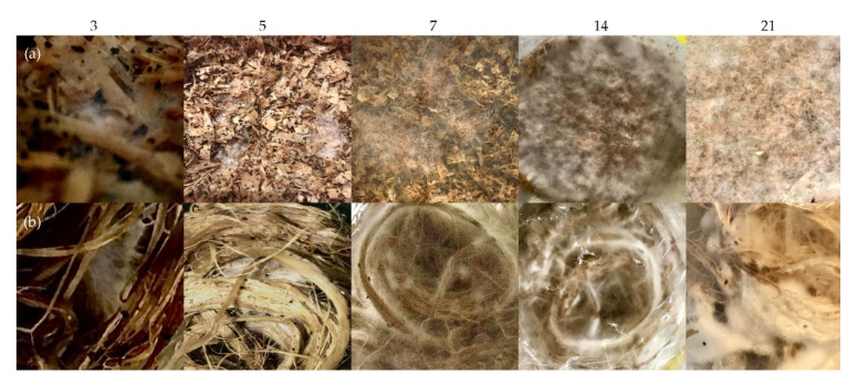 Growth process in days: (a) wood chips, (b) hemp fibers.