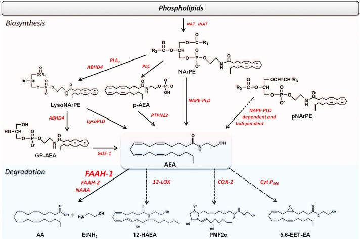 The alternative biosynthetic and degradative pathways of AEA and congeners.