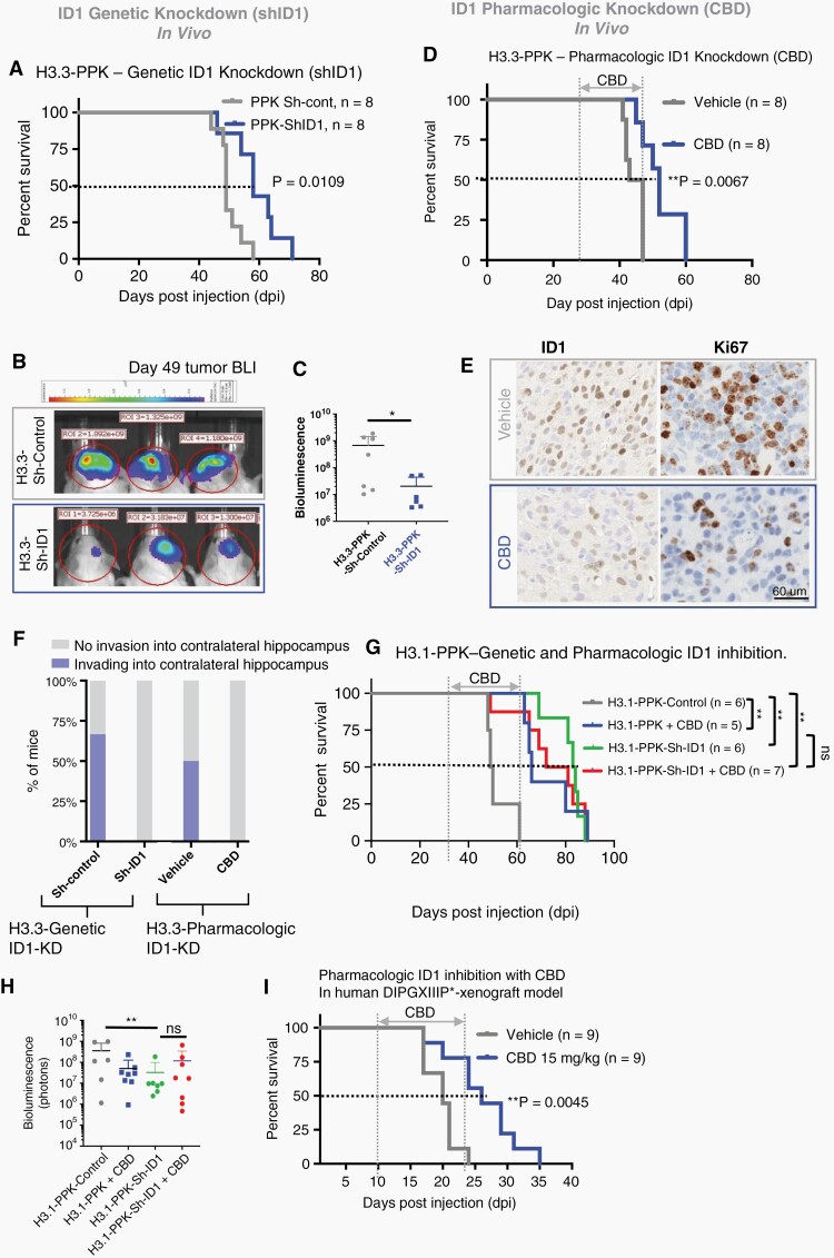 Genetic and pharmacologic (CBD) targeting of ID1 decreases migration and slows in vivo tumor growth in pHGG with H3K27M mutation. (A) Standard Kaplan–Meier survival plot for H3.3-PPK-Sh-ID1 (median survival = 58 days) and H3.3-PPK-Sh-control mice (median survival = 49 days); P = .01, Log-rank test. (B) Representative bioluminescence images of H3.3-PPK-Sh-control and H3.3-PPK-Sh-ID1 tumors (representative from n = 8) 49 days post-IUE injection. (C) H3.3-PPK bioluminescence tumor growth for H3.3-PPK-Sh-control and H3.3-PPK-Sh-ID1 mice 49 days post-IUE injection. *P < .05, one-way ANOVA t-test. (D) Survival analysis of mice bearing H3.3-PPK tumor treated with CBD. Median survival for control condition was 45 days post-IUE injection and 55 days for CBD condition (15 mg/kg). **P < .005, Log-rank test. (E) IHC analysis of tumor images for ID1 and Ki67 expression (representative of n = 3 tumors); N = 3 animals/treatment group and 4 images/animal. Data represent mean ± SEM. Magnification = 10×. (F) Analysis of tumor invasion in tumor-bearing mice (n = 3 mice/group) with genetic (H3.3-PPK-Sh-ID1) or pharmacologic (CBD) ID1 knockdown. Invasion was defined as tumor infiltration into the contralateral hippocampus. (G) Survival analysis of mice bearing H3.1-PPK tumor with ID1 genetic KD (H3.1-PPK-ShID) or treated with CBD. Median survival for control = 45 days, CBD = 66 days, for Sh-ID183 days, and for Sh-ID1 + CBD = 76.5 days, respectively **P < .005, Log-rank test. (H) H3.1-PPK tumor bearing mice bioluminescence tumor growth for control, CBD, Sh-ID1, and for Sh-ID1 + CBD. *P < .05, one-way ANOVA t-test. (I) Survival analysis of NSG mice bearing human DIPGXIIIP* xenograft tumor treated with CBD. Median survival for control condition was 22 and 26 days for CBD condition (15 mg/kg). **P < 0.005, Log-rank test.