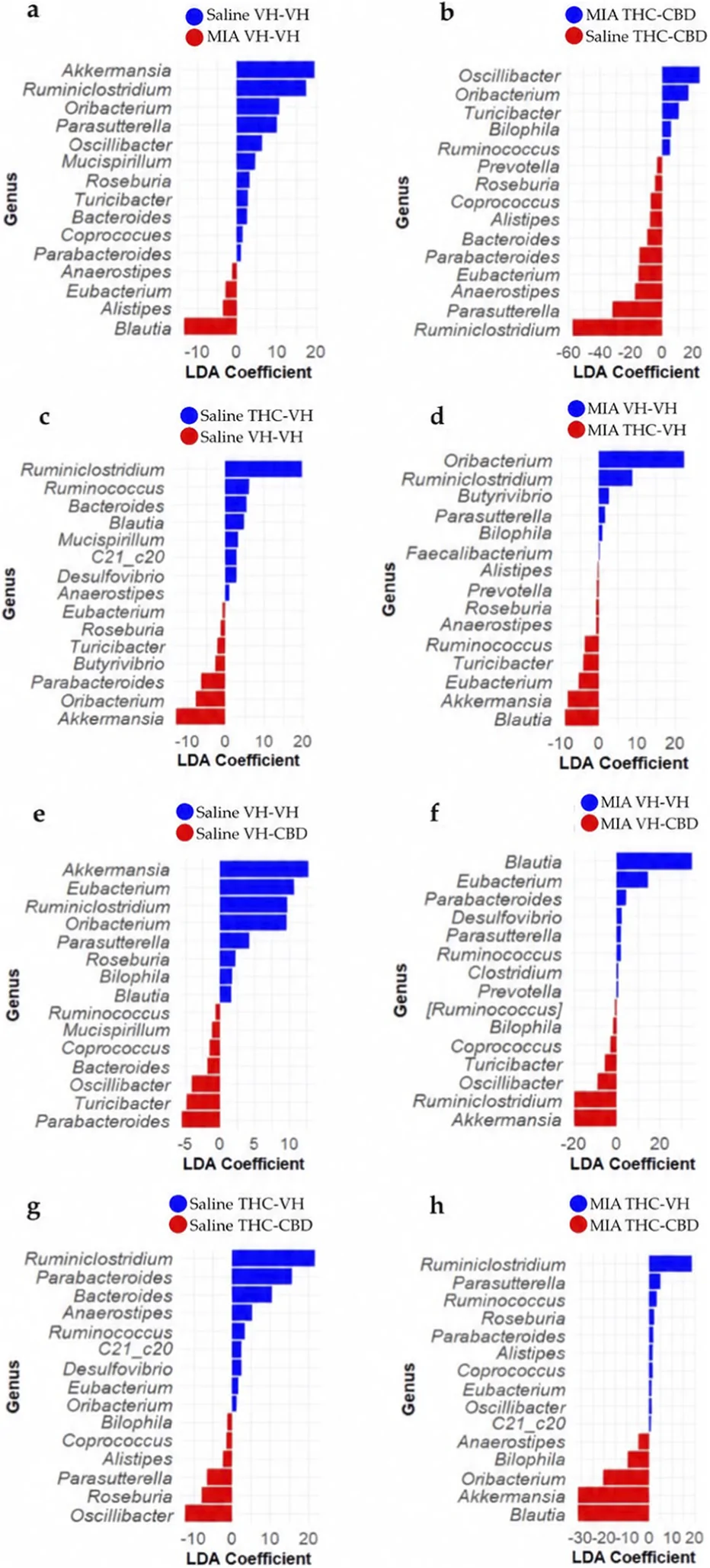 Eight vertical bar plots show genus-level LDA coefficients comparing gut microbiota across experimental groups. Each panel (a -h) represents a pairwise comparison between treatment groups defined by Saline/MIA, VH, THC, and CBD conditions. Blue bars indicate genera enriched in the first group, whereas red bars indicate genera enriched in the comparison group. The y-axis lists the discriminatory genera, and the x-axis shows their LDA coefficients.