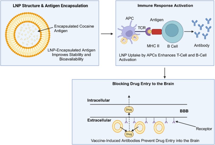 Mechanism of LNP‐based neutralizations for substance use disorders (SUDs).