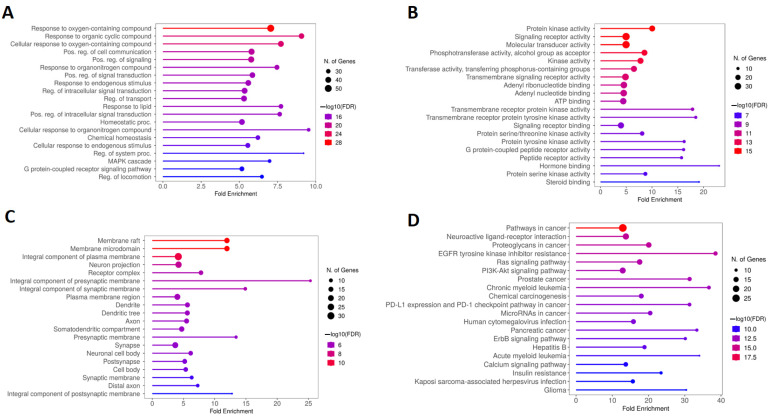 GO and KEGG enrichment analysis of hub targets among genes overlapping calcitriol, depression, and anxiety. The GO enrichment analysis obtained 20 main terms related to (A) BP, (B) MF, and (C) CC. (D) The top 20 pathways were obtained by KEGG analysis. Abbreviations: BP, biological process; MF, molecular function; CC, cell composition.
