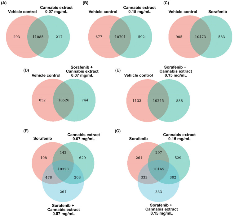 The Venn diagrams demonstrate the overlap and treatment-specific DEGs across control, single-agent, and combined treatment conditions relative to the vehicle control. (A) Cannabis extract (0.07 mg/mL) and vehicle control; (B) cannabis extract (0.15 mg/mL) and vehicle control; (C) sorafenib (12.5 μM) and vehicle control; (D) combination of sorafenib (12.5 μM) plus cannabis extract (0.07 mg/mL) and vehicle control; (E) combination of sorafenib (12.5 μM) plus cannabis extract (0.15 mg/mL) and vehicle control; (F) combination of sorafenib (12.5 μM) plus cannabis extract (0.07 mg/mL), sorafenib (12.5 μM), and cannabis extract (0.07 mg/mL); and (G) combination of sorafenib (12.5 μM) plus cannabis extract (0.15 mg/mL), sorafenib (12.5 μM), and cannabis extract (0.15 mg/mL) (n = 3).