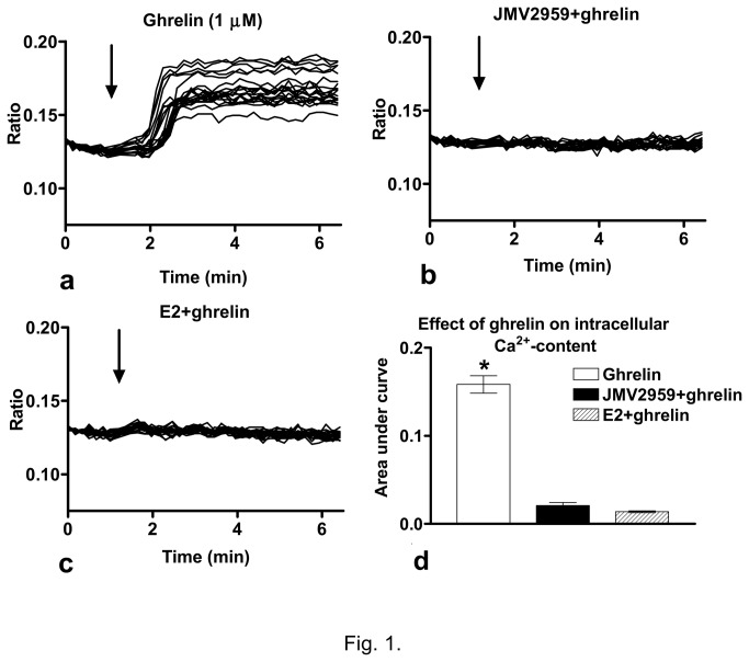 Effect of ghrelin on the intracellular free Ca2+-content of the GT1-7 neurons. a) Ghrelin (1 µM) administration in an estrogen-free medium resulted in an increase in the intracellular Ca2+-content. b) The GHS-R antagonist JMV2959 (10 µM, 10 min) abolished the action of ghrelin. c) Estradiol (E2, 1 nM, 24 h) treatment eliminated the effect of ghrelin on the intracellular Ca2+-concentration. d) Bar graph of the area-under-curve data representing the net change in the free Ca2+-content. *=p<0.0001. Arrow shows the onset of ghrelin administration.