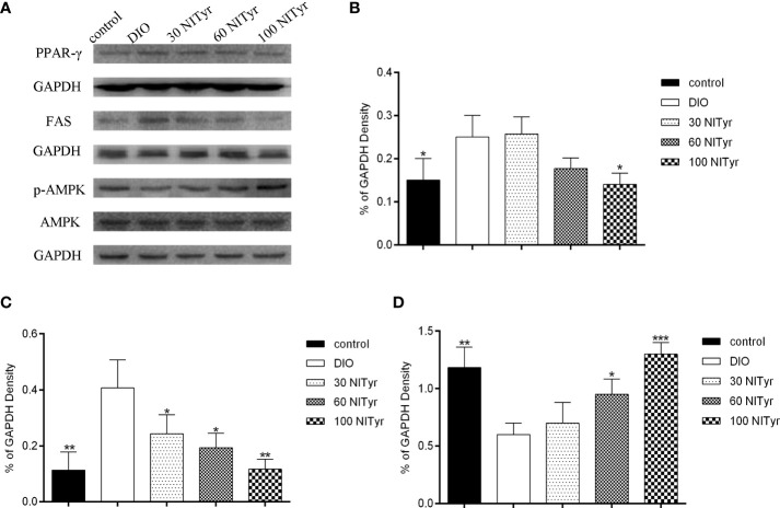Effect of NITyr on the expression of key factors in adipogenesis. (A) Western blot analysis of PPAR-γ, FAS and p-AMPK. (B) PPAR-γ expressions were normalized that of GAPDH. (C) FAS expressions were normalized that of GAPDH. (D) p-AMPK expressions were normalized that of AMPK. The control or DIO group was treated with Poloxamer 188 aqueous solution. 30 NITyr, 60 NITyr and 100 NITyr were treated with 30 mg/kg NITyr, 60 mg/kg NITyr, 100 mg/kg NITyr, respectively. All values were expressed as means ± SD. (n = 3). * P < 0.05, ** P < 0.01, *** P < 0.001, as compared with the DIO group.