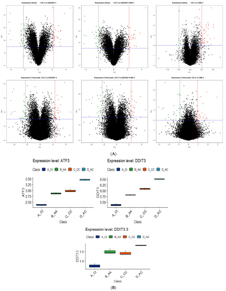 Transcriptomic changes induced by AZD4547, CBD, and their combination in NCI-H716 cells. (A) Volcano plots showing differentially expressed genes and transcripts in NCI-H716 cells treated with AZD4547 (10 nM), CBD (4 μM), or the combination for 24 h compared with control. In the volcano plots, red dots represent significantly upregulated genes/transcripts, green dots represent significantly downregulated genes/transcripts, and black dots represent non-significant genes/transcripts. (B) Box plots showing normalized expression of key ER stress-related genes from gene-level expression analysis (ATF3, DDIT3) and from transcript-level expression analysis (DDIT3.3), all of which were significantly upregulated by the combination treatment.