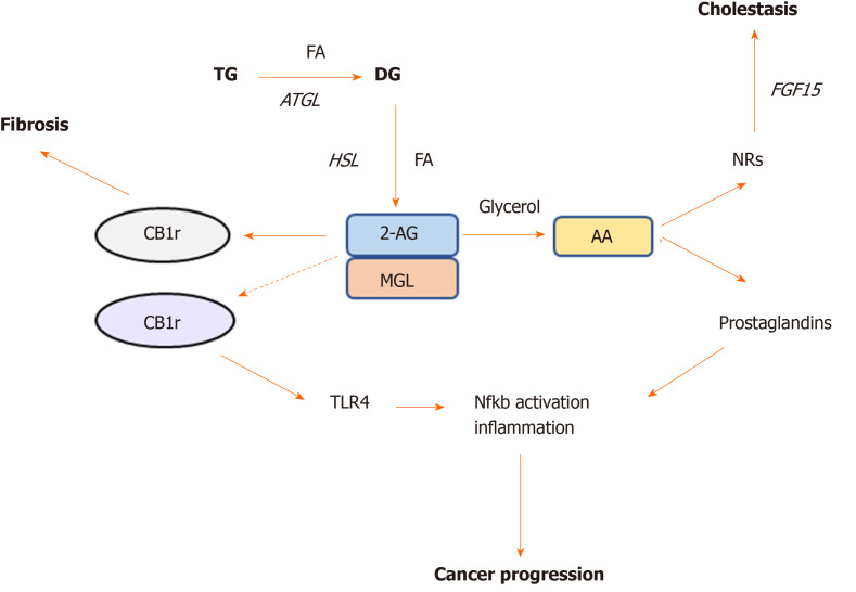 Monoacylglycerol lipase represent a crossroad between cannabinoid and lipid signaling pathways. Monoacylglycerol lipase is the key enzyme degrading the endogenous cannabinoid ligand 2-AG, which in turn is able to bind either cannabinoid receptor (CB) -1r or -2r. Activation of CB1r was found to promote fibrosis whereas CB2r is involved in TLR4 activation and immune cells recruitment in cancer. Monoacylglycerol lipase action further hydrolyzes 2-AG into arachidonic acid, which is a precursor of prostaglandin synthesis, the main drivers of inflammation. Arachidonic acid was also found to bind nuclear receptors such as farnesoid X receptor and peroxisome proliferator activated receptors in the intestine and ameliorate cholestatic disease. AA: Arachidonic acid; NRs: Nuclear receptors; CB: Cannabinoid; MGL: Monoacylglycerol lipase; HSL: Hormone sensitive lipase; ATGL: Adipose triglyceride lipase; TG: Triglyceride; FA: Fatty acid.