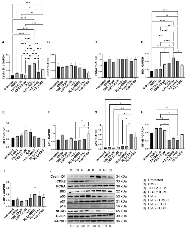 Effects of phytocannabinoids on cell cycle regulators in CCD-1064Sk human dermal fibroblasts (PDL 24). Relative densitometry was presented as a ratio of the target protein relative to GAPDH for expression of (A) Cyclin D1, (B) CDK2, (C) PCNA, (D) BID, (E) p53, (F) p21, (G) p16, (H) NF-κB, and (I) C-Jun. (J) representative images blots with each protein detected. Original membranes can be seen in Figures S11–S20. Data were analyzed with an ANOVA test followed by Tukey’s post-hoc multiple comparison test. Bars represent mean ± SEM, n = 3. Significance is indicated using the following scale: * p < 0.05, ** p < 0.01, *** p < 0.001, **** p < 0.0001. CBD, cannabidiol; DMSO, dimethyl sulfoxide (vehicle); THC, delta-9-tetrahydrocannabinol.