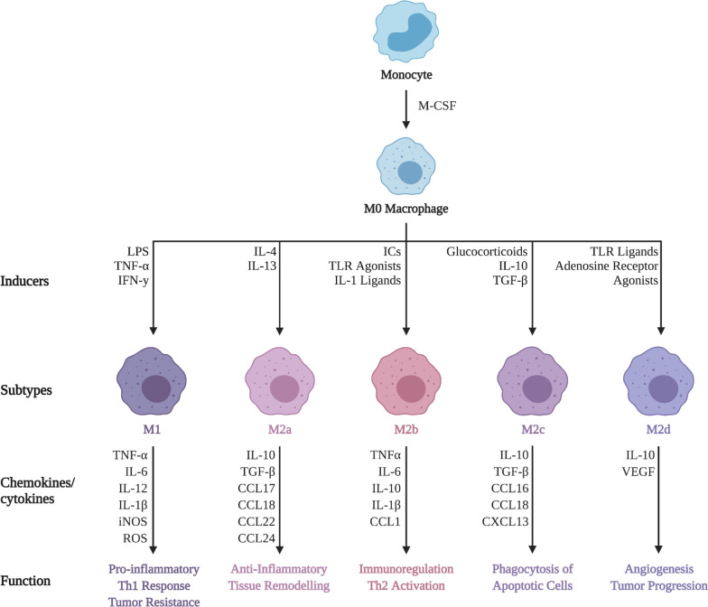 Differing biological and physiological features of macrophage subsets. Monocytes stimulated by macrophage-colony stimulating factor (M-CSF) differentiate into M0 macrophages. M0 macrophages subjected to certain stimuli promote a phenotype of either M1, M2a, M2b, M2c, or M2d. Each phenotype has characteristic cytokine/chemokine secretion profiles with respective cellular and molecular functions; adapted from [196]