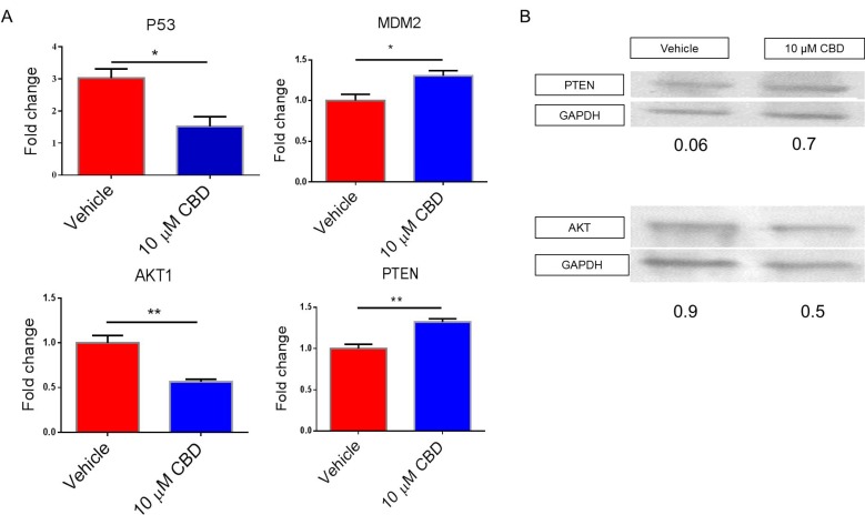 Effect of CBD on target genes involved in cell migration, invasion, metabolism and apoptosisSH SY5Y cells treated with vehicle or 10 µM CBD were used to perform (A) qPCR or (B) Western Blots for the genes of interest according to Ingenuity Pathway Analysis map. In Panel A, significance (p < 0.05) was determined using Student’s t–test.