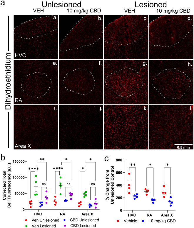 CBD decreased reactive oxygen species in lesioned hemispheres as indicated by intensity of dihydroethidium staining (DHE, in red). (A) Representative confocal images displaying regional DHE staining indicative of reactive oxygen species (ROS) as a function of lesion condition and treatment. (B) Summary of mean Corrected Total Cell Fluorescence (CTCF) of DHE staining within each area using a circular area with a diameter of 0.5 mm (see methods for CTCF calculation details). In the vehicle group, microlesions significantly increased total fluorescence of DHE staining within HVC, RA and Area X. Significantly increased lesion-induced DHE staining was not observed in CBD treated groups. In all brain regions of lesioned hemispheres, DHE staining was significantly lower in CBD-treated groups compared to controls. (C) Comparing % control transformed measures of DHE staining within lesioned hemispheres of vehicle- and CBD-treated animals, CBD reduced intensities within HVC, RA, and Area X. CBD treatment significantly reduced lesion related changes in DHE expression in all regions as a percentage of their respective control hemisphere. Mean grey values were determined and corrected for background fluorescence using the average intensity outside of each song region studied. Comparisons were made and significance determined using Sidak’s correction for multiple comparisons following mixed-models ANOVA (n = 4 per group).
