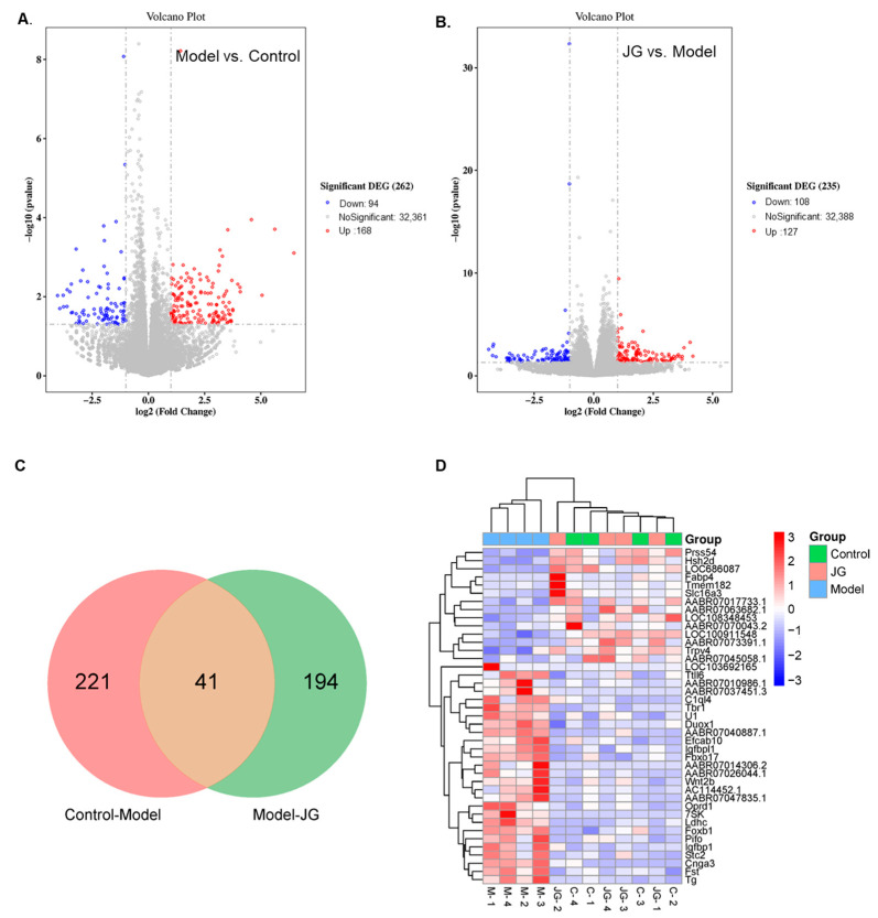 Differential expression genes (DEGs) filtered by p < 0.05 and log 2 (fold change) > 1. (A) The volcano diagram of DEGs between the Model group and Control group. (B) The volcano diagram of DEGs between the JG group and Model group. Red plots represent up-regulated genes, and blue plots represent down-regulated genes. (C) A total of 41 common DEGs between Model-DEGs and JG-DEGs. (D) The clustering Heatmap of 41 common DEGs. The x-axis represents the samples from the Control (C), Model (M), and JG groups, and the y-axis represents different genes; red means genes exhibiting increased expression, and blue means genes exhibiting decreased expression.