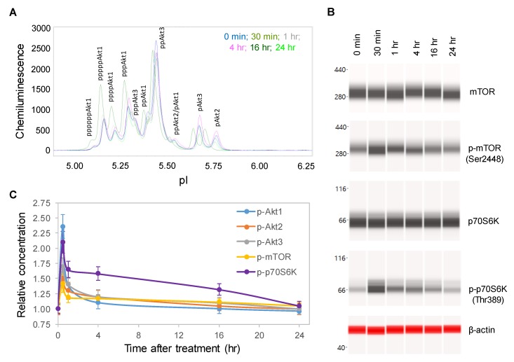 Time-dependent positive regulation of the PI3K/Akt/mTOR signaling pathway by copaiba essential oil. (A) Pan-Akt profiles and (B) expression levels of the mTOR and p70S6K phosphoisoforms in SH-SY5Y cells as functions of time after treatment. (C) Relative concentrations of the Akt1 (blue), Akt2 (orange), Akt3 (gray), mTOR (yellow), and p70S6K (purple) phosphoisoforms in SH-SY5Y cells as functions of time after treatment. The relative concentration describes the fold change in a protein phosphoisoform after treatment compared to the control condition. The error bars are the standard deviations of six repeated measurements per experimental condition. SH-SY5Y cells were treated with 100 ng/mL copaiba essential oil.