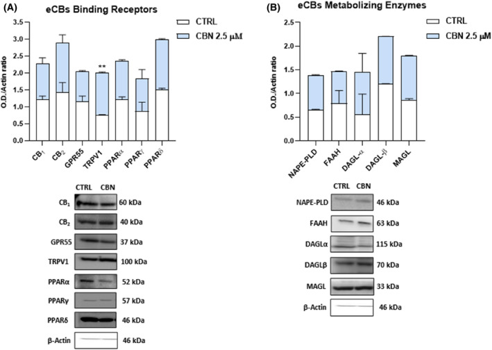 Protein expression of (A) eCBs‐binding receptors (CB1, CB2, GPR55, TRPV1, and PPARα/γ/δ) and (B) metabolic enzymes (NAPE‐PLD, FAAH, DAGLα/β, and MAGL) in HaCaT cells following 24 h treatment with 2.5 μM CBN. Densitometric analyses of immunoreactive bands were normalized to β‐actin as housekeeping protein. Data are the mean ± SEM of three independent experiments (n = 3). Statistical analysis was performed using a multiple t‐test, followed by the correction with the Bonferroni–Dunn method (**p < 0.01 vs. control). Representative bands of the main ECS components are shown in the lower panels.