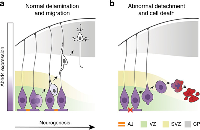 Mechanism of ABHD4-dependent developmental anoikis.a, b Schematic drawing illustrates the distinct ABHD4-dependent fate of normally delaminated and abnormally detached cells in the developing cerebral cortex. After cell division, healthy daughter cells downregulate ABHD4, delaminate from the ventricular wall and migrate into the cortical plate along the radial processes of RGPCs. Random developmental errors and pathological insults such as fetal alcohol exposure often destroy the adherens junctions and trigger pathological detachment. As a central mediator of developmental anoikis, ABHD4 is necessary and sufficient to induce cell death that prevents the accumulation of misplaced progenitor cells at ectopic locations. CP cortical plate, SVZ subventricular zone, VZ ventricular zone.