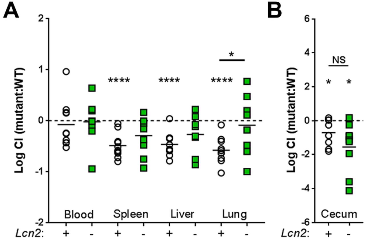 gltA influences compartmentalized fitness during bacteremia.(A) C57BL/6J mice or isogenic Lcn2-/- mice were intraperitoneally inoculated with approximately 5×105 CFU of a 1:1 mix of WT KPPR1 and KPPR1ΔgltA. Bacterial burden in the blood, spleen, liver, and lung was measured after 24 hours, and log competitive index of the mutant strain compared to the WT strain was calculated for each mouse strain (n = 9-11/group, mean displayed, *P < 0.05, ****P < 0.00005, one-sample t test or Student’s t test). (B) C57BL/6J mice or isogenic Lcn2-/- mice were orally inoculated with approximately 5×106 CFU of a 1:1 mix of WT KPPR1 and KPPR1ΔgltA. After 48 hours, mice were euthanized and cecal bacterial load was measured by dilution plating (n = 12-17, mean displayed, *P < 0.05, Student’s t test).