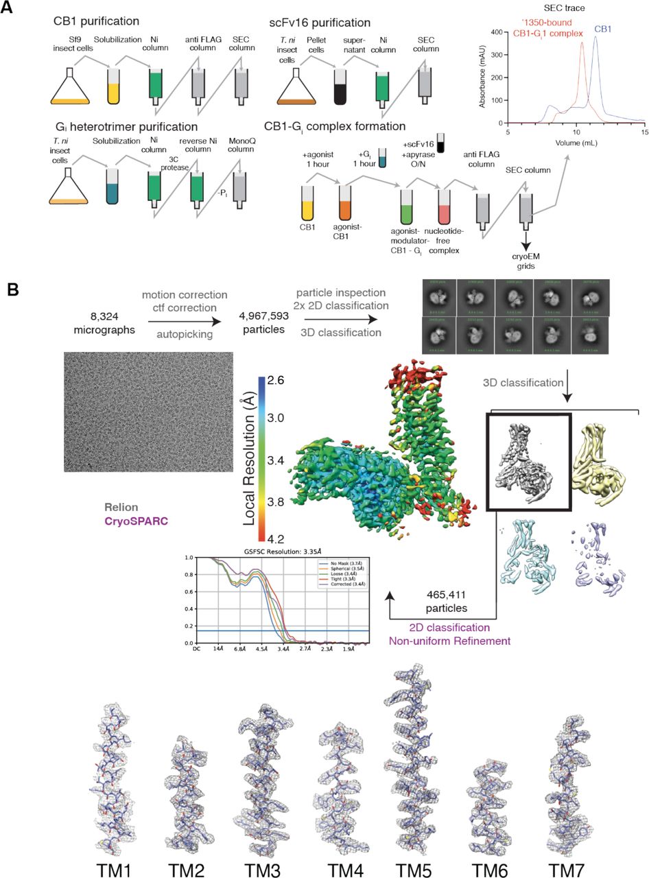 Cryo-EM sample preparation and data processing. A. Purification of hCB1, scFv16, the Gi heterotrimer, and complex formation protocols. B. Cryo-EM data processing flow chart of CB1, including particle selection, classifications, and density map reconstruction. Details can be found in Supplementary Table 3.