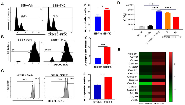 THC attenuates SEB-induced acute respiratory distress syndrome (ARDS) in mice via the induction of apoptosis. For in vivo studies, SEB-mediated ARDS was induced in C3H/HeJ mice, then the mice were treated with either Veh or THC, as described in Methods. For in vitro studies, splenocytes were isolated from naïve mice and activated in culture with SEB+Veh or SEB+THC. (A): Terminal deoxynucleotidyl transferase dUTP nick end labeling, TUNEL staining of lung mono-nuclear cells MNCs isolated from SEB+Veh and SEB+THC mice. (B): DiOC6(3) staining of CD3+ MNCs isolated from SEB+Veh and SEB+THC mice. (C): DiOC6(3) staining of CD3+ splenocytes that were activated in vitro with SEB+Veh or SEB+THC (10 uM). (D): 3H- Thymidine incorporation assay of splenocytes activated in vitro for 72 h with SEB (1µg/mL) +Veh or SEB+THC (5µm or 10µm). Thymidine incorporation is shown as counts per minute (CPM). (E): Heatmap of genes associated with apoptosis in SEB+VEH vs. SEB+THC lung MNCs. Vertical bars in panels A-C show data from 5 mice with mean+/-SEM. Statistical significance is depicted as * p < 0.05 and **** p < 0.0001 between the groups.