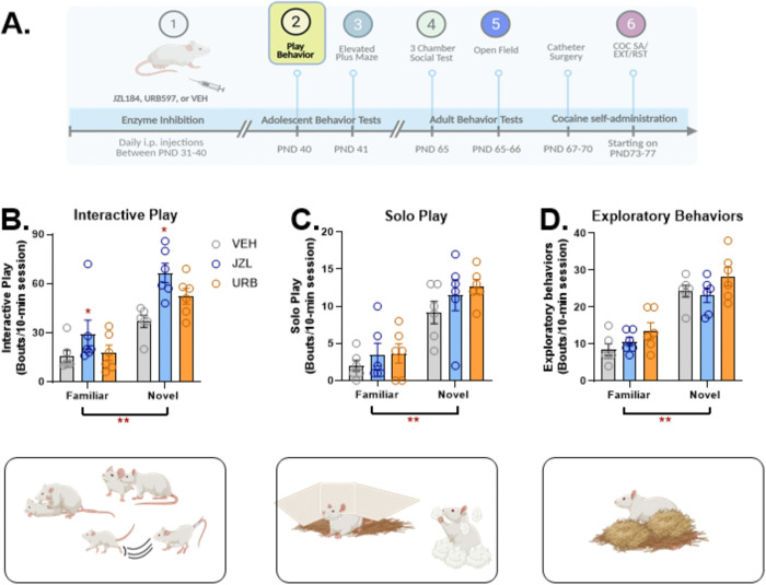 Effects of adolescent JZL184, URB597, and vehicle administration on adolescent play behavior.Rats were tested for play behavior in a familiar (n=6/group) or novel (n=6/group) context on PND40, two hours after the final injection (2A). Data represent interactive (physical play) (2B), solo play (2C), and exploratory behaviors (2D) measured over a 10-min period in rats treated with JZL184 (JZL), URB597 (URB), or vehicle (VEH) during adolescence. Overall, each behavior was increased when tested in a novel versus a familiar context (**p<0.001 for each comparison). Overall, time spent engaged in interactive play was significantly increased in JZL-treated rats relative to vehicle controls (*p=0.002; Tukey’s HSD). Created in part with BioRender.com.