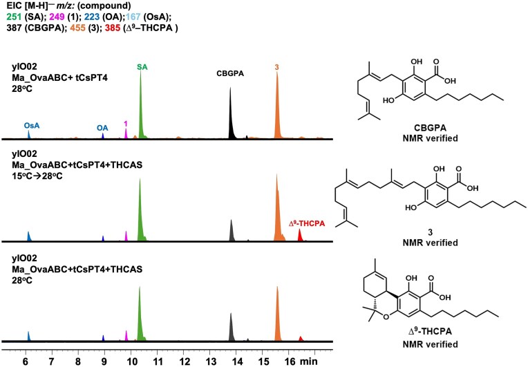 Metabolic analysis of heterologous expression of Ma_OvaABC, tCsPT4, and THCAS in yIO02 strain that has elevated intracellular GPP levels. The optimal condition is when the cells were initially cultured at 15°C for 3 days, followed by an incubation at 28°C for an additional 4 days. The titer of ∆9–THCPA reached ∼5 mg/L under this condition. 3, which is the farnesylated analog of CBGPA remains a major shunt product under all conditions.