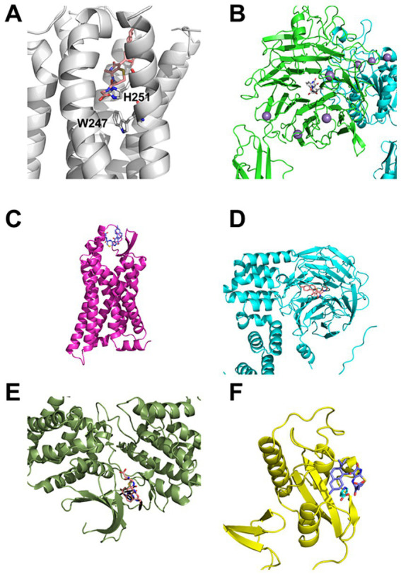 Selected, biologically putatively relevant, predicted binding modes of compound 1 (salmon), 2 (gray), and 3 (navy) in predicted targets. (A) Binding mode of compound 1 in the adenosine receptor A2B (white). TMs 3 and 6 are addressed by the compound, which forms a salt bridge to H251, located in a position important for the activation of GPCRs above the functionally relevant W247. (B) Binding mode of compound 2 in the integrin α5β1 complex (green and blue, respectively). The compound binds to the β-propeller domain of integrin α5. (C) Binding mode of compound 3 at the EL2 + 3 of the formyl peptide receptor 1 (pink). This binding mode may convey an allosteric effect. (D) Binding mode of compound 1 in the β-propeller-like domain of the Kelch-like ECH-associated protein 1 (blue). (E) Binding mode of compound 1 at the binding site of R-roscovitine (shown in addition in black) in the cyclin-dependent kinase 5 (forest green). (F) Binding mode of compound 3 in the proline (shown in addition in cyan) binding site of the mitotic rotamase Pin1 (yellow).