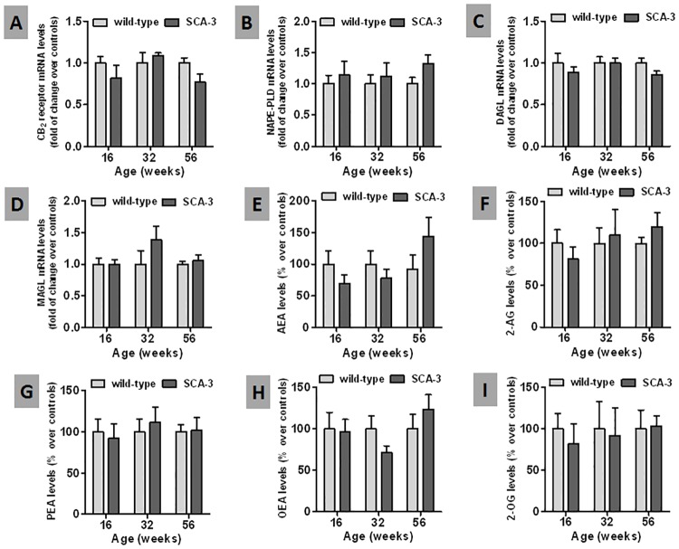 Biochemical analysis of endocannabinoid genes and proteins, and of related signaling lipids in the striatum of SCA-3 transgenic and wild-type mice.Panels A-D: qPCR analysis of the CB2 receptor and of the NAPE-PLD, DAGL and MAGL enzymes in the striatum of SCA-3 transgenic and wild-type mice at different stages of disease progression. Panels E-I: LC-MS analysis of the levels of anandamide (AEA) and its related congeners, palmitoylethanolamide (PEA) and oleylethanolamide (OEA), as well as 2-arachidonoylglycerol (2-AG) and its congener [2-oleylglycerol (2-OG), in the striatum of SCA-3 transgenic and wild-type mice at different stages of disease progression. In all cases, the values are expressed as the mean ± SEM of 5–6 subjects per group, assessing the data using a Student’s t-test.