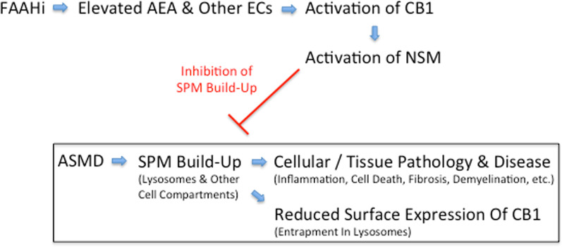 Effect of FAAH inhibition in ASMD. All pathology in ASMD is initiated by sphingomyelin (SPM) build-up. FAAH inhibition leads to the elevation of AEA and other endocannabinoids (ECs), resulting in the activation of CB1. This, in turn, activates neutral sphingomyelinase (NSM), which slows or prevents SPM buildup and the resulting downstream pathology and disease