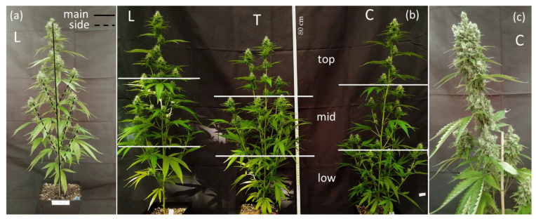 (a) Separation of main axis and side shoots in a lollipop (L) plant; (b) Plant architecture as modified by pruning techniques in plants at five weeks of flowering (65 DAP), shortly before the first harvest. Lollipop (L, left), topping at tenth node (T, center) and control (C, right). The horizontal lines show the separation of inflorescences into the three fractions (top, mid and low) based on each plant’s height; (c) Main top inflorescence of a control plant at nine weeks of flowering (93 DAP).
