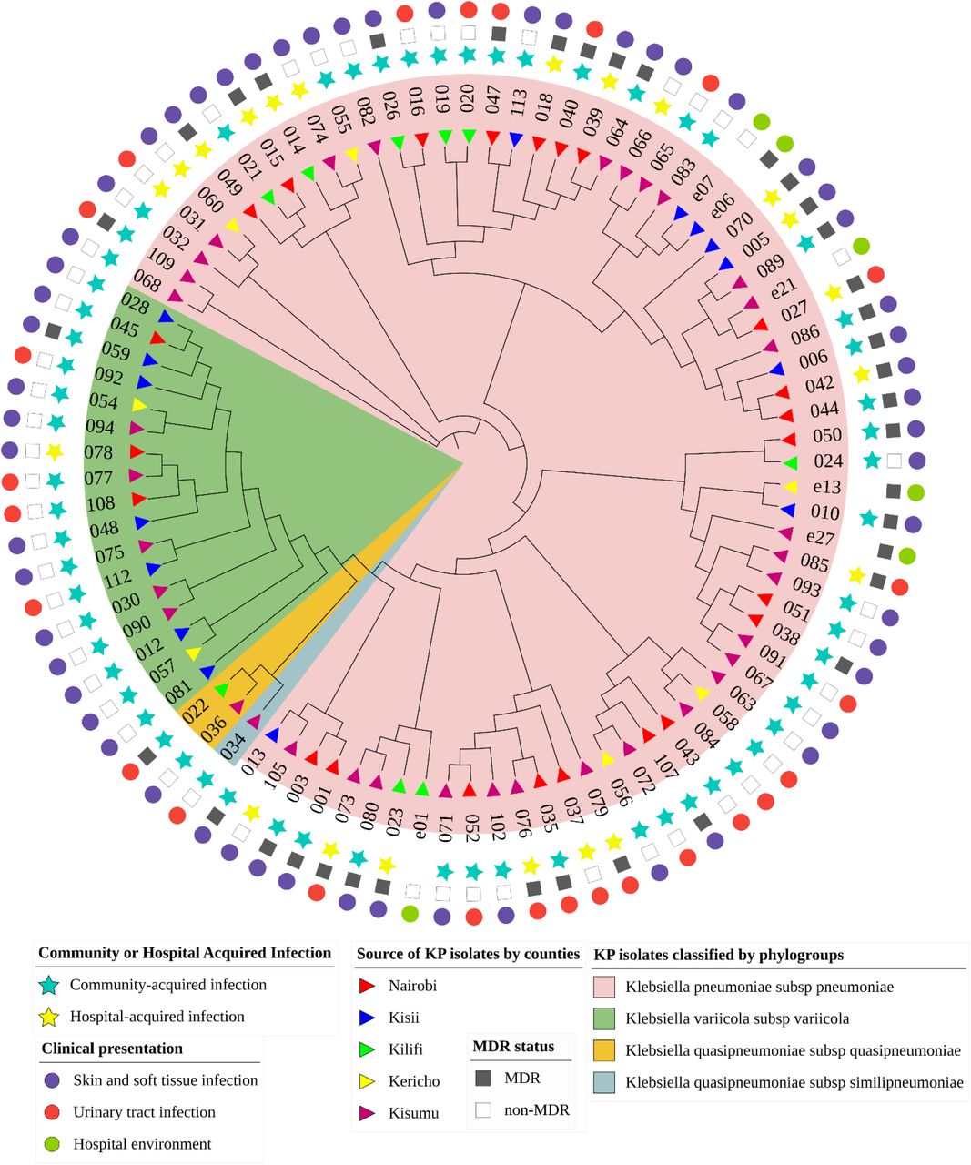 Circular cladogram showing epidemiological and clinical characteristics of K. pneumoniae isolates (n= 89). The color shading indicates the clustering of the isolates by phylogroups: Klebsiella pneumoniae subsp. pneumoniae (pink), Klebsiella quasipneumoniae subsp. similipneumoniae (blue), Klebsiella quasipneumoniae subsp. quasipneumoniae (gold), and Klebsiella variicola subsp. variicola (green). The triangle symbols in the innermost ring represent the geographic source of the isolates: Nairobi (red), Kisii (blue), Kilifi (green), Kericho (yellow), and Kisumu (purple). The star symbols represent the isolates recovered from community-acquired (blue) or healthcare-associated infections (yellow). The square symbols represent the multidrug resistance status of the isolates as either multidrug-resistant (black) or non-multidrug-resistant (white). The circle symbols in the outermost ring represent the clinical presentation of the isolates, i.e., skin and soft tissue infections (purple), urinary tract infection (red), and the hospital environment (green).