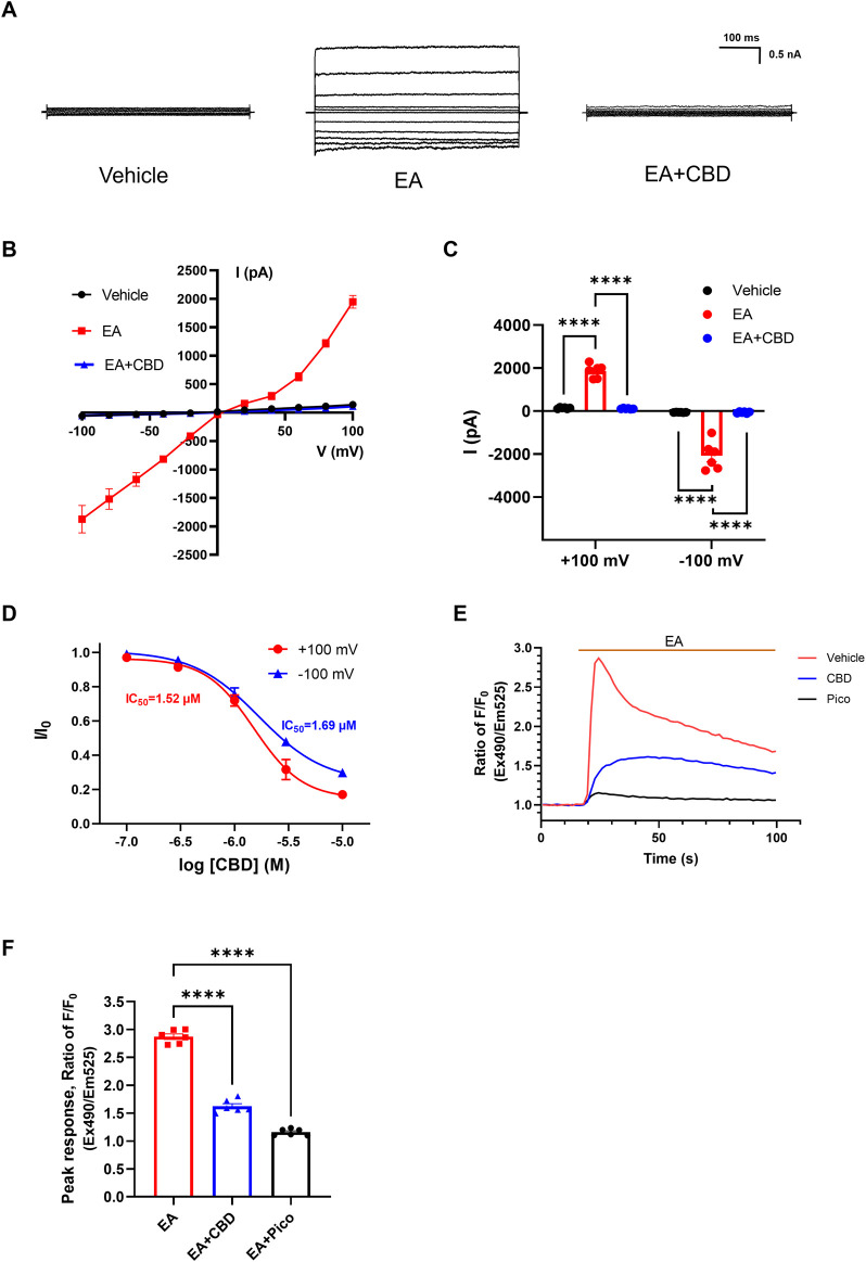 Inhibition effect of CBD on TRPC4 channels. (A) Presentative whole-cell current traces of HEK293-TRPC4 cells from −100 to +100 mV within vehicle bath solution (left), 10 nM EA administration (middle), 10 nM EA + 30 μM CBD (right). (B) The whole-cell current-voltage relation of TRPC4 over-expressed in HEK293 cells, n = 8. (C) The statistics of TRPC4 whole-cell average current value in (B). Two-way-ANOVA followed by Tukey test was used for statistical analysis. (D) Dose-dependent inhibition of TRPC4 by CBD, n = 3 in each concentration. (E) Intracellular Ca2+ trace in CHO–TRPC4 cells response to EA (75 nM) among three different treated groups: vehicle HBSS solution (red), preincubated with 1 μM Pico145 (black), preincubated with 50 μM CBD (blue), n = 6. (F) Normalized peak value from each group in (E), n = 6. Brown-Forsythe (F [2.000, 6.312] = 126.5, p < 0.0001) and Welch (W [2.000, 7.255] = 126.5, p < 0.0001) ANOVA followed by Dunnett test was used for statistical analysis. The data are shown as the mean ± s. e.m., *** indicates p < 0.001.**** indicates p < 0.0001.