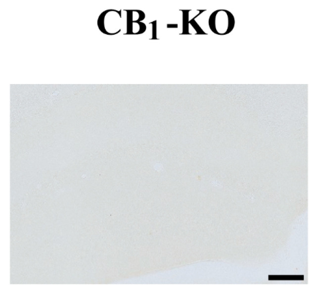 Specificity of the CB1 antibody tested in brain tissue (hippocampus) lacking CB1 receptors (CB1-KO). Pre-embedding immunoperoxidase method for light microscopy. No trace of staining canbe detected. Scale bar: 200 µm.