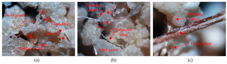 Digital LED microscope images of sand after microbial-induced calcite precipitation (MICP) reinforcement (50× magnification) at (a) 0.2% glass fiber, (b) 0.25% polyester, and (c) 0.25% hemp fiber.