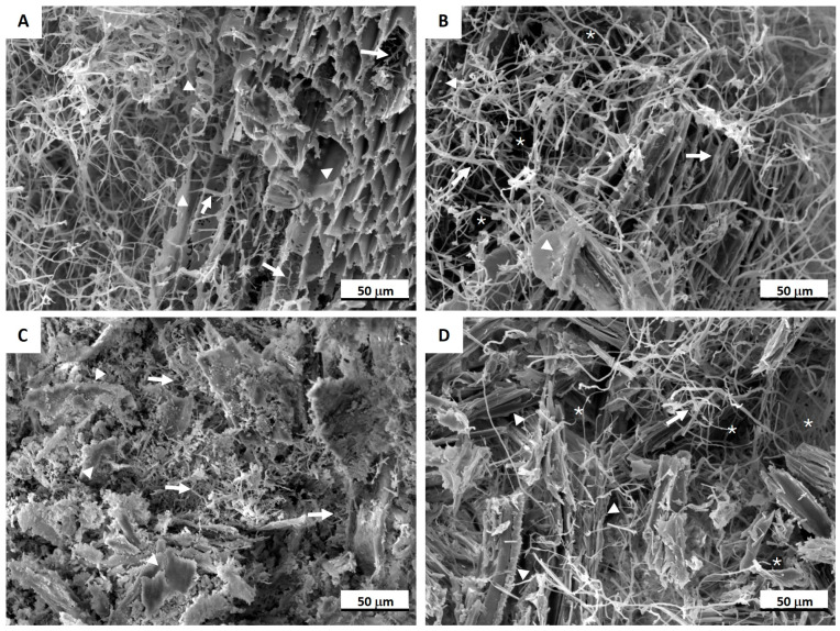 SEM images of mycelium biocomposites in cross-section: (A) hemp substrate (HS); (B) birch sawdust (BS) substrate; (C) waste fibers (WF) and (D) birch sanding dust (BSD) substrates. Arrows indicate the fungal hyphae and arrowheads mark the substrates; asterisks indicate voids. Scale bar 50 µm.