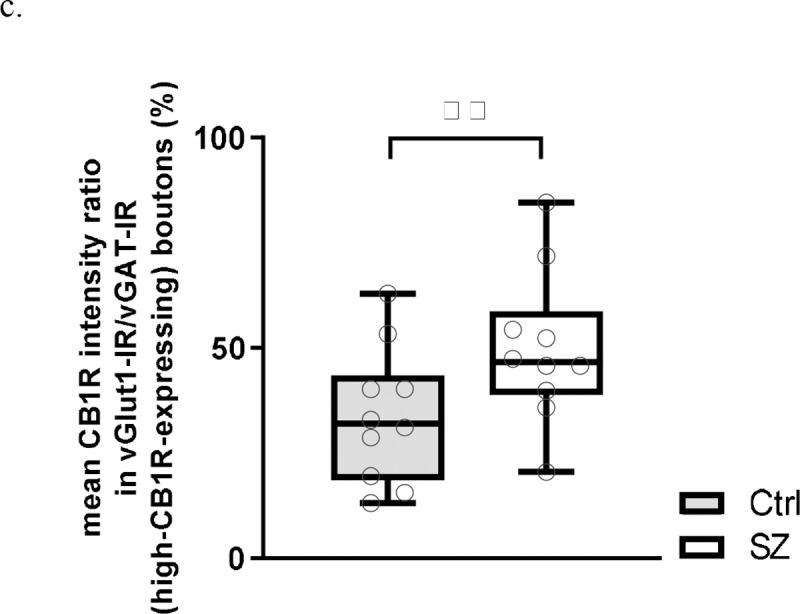 Within-pair ratios of mean CB1R intensity in vGlut-IR boutons to high-CB1R-expressing vGAT-IR boutons for individual subjects. Each individual data point represents the within-pair ratio averaged across all sampled sites for a single subject. Central line indicates the median, box boundaries extend from the 25th to 75th percentiles, and whiskers extend from the minimum to maximum value. There was a main effect of subject group, p<0.001. **p<0.001.