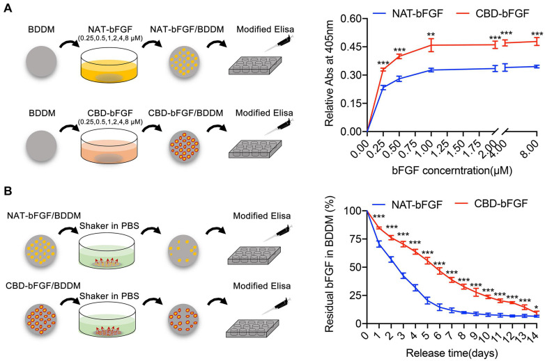 (A) The binding curves of collagen-binding domain–basic fibroblast growth factor (CBD–bFGF) or natural (NAT)-bFGF on the collagens of book-shaped decellularized dermal matrix (BDDM). (B) The curves showed the residual proportions of CBD–bFGF or NAT-bFGF in CBD–bFGF/BDDM or NAT-bFGF/BDDM after rinsing in phosphate-buffered solution every day. Data (n = 4) are shown as means ± standard deviation (*P < 0.05, **P < 0.01, and ***P < 0.001).