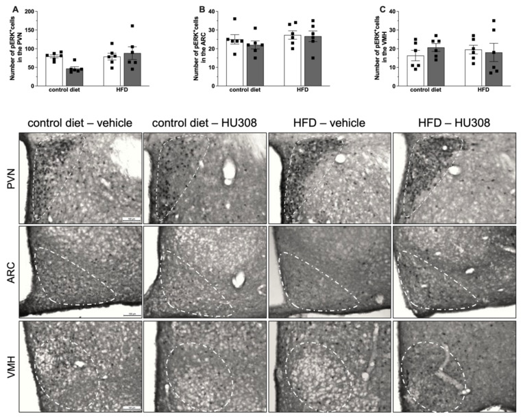 Effect of prolonged icv infusion of vehicle or HU308 for 2 weeks on the number of pERK+ cells in the paraventricular (PVN), arcuate (ARC) and ventromedial (VMH) nuclei in animals fed a control diet or high-fat diet (HFD). Number of pERK+ cells in the PVN (A), ARC (B) and VMH (C) nuclei in animals fed a control diet or HFD that received icv injection of vehicle or HU308. The data are expressed as the mean ± SEM, n = 6 per group. Data were analyzed by two-way ANOVA followed by Tukey’s post-hoc test. Bottom panel: Representative photomicrographs of pERK immunostaining in the PVN (superior panel), ARC (central panel) and VMH (inferior panel) of control diet-fed or HFD-fed animals treated with vehicle or HU308.