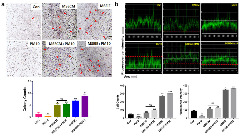 Immunocytochemistry results for differentiation to osteoblasts or PDLCs from PDLSCs upon treatment with the two biomaterials. (a) Images of osteoblast cells and colony formation (red arrows) assessed using alizarin staining. (b) Immunocytochemical results with the anti-asporin PDLC marker conjugated with green fluorescence. The dashed red lines show the fluorescence intensity (median value) of the control. The stained cells and colonies were counted using the NIS-elements V5.11 software (ns; not significant, * p < 0.05, ** p < 0.01, *** p < 0.001) (scale bar = 20 μm).